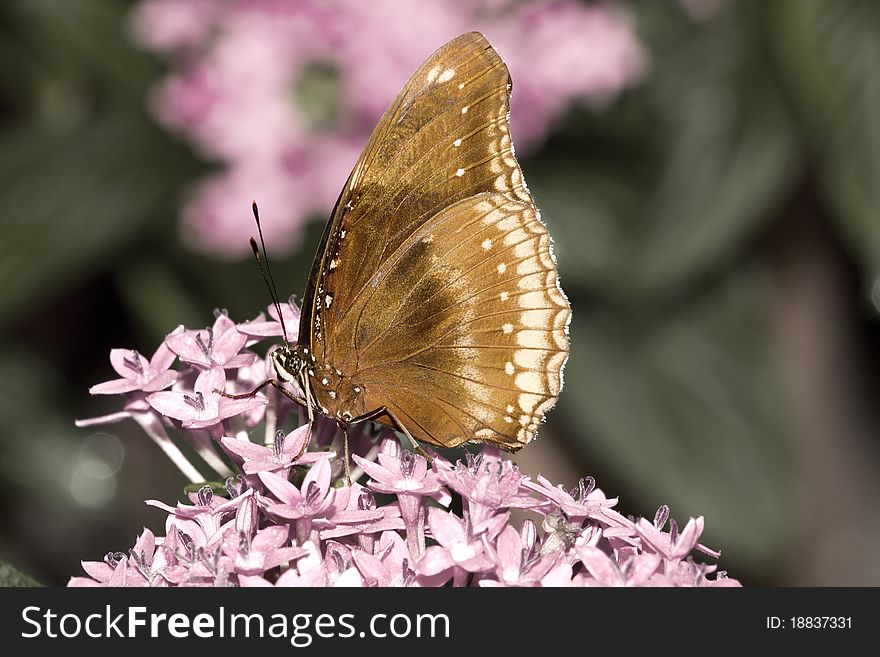 Brown Butterfly on a pastel background.