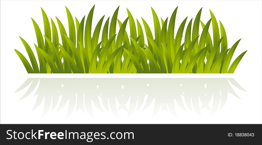 Grass Isolated On White