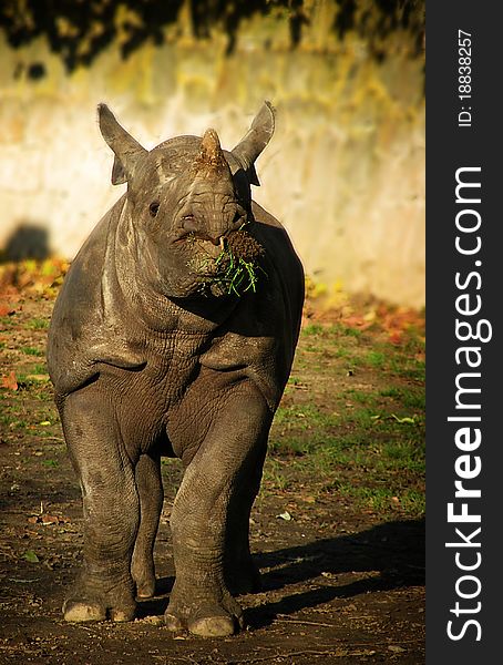 Rhinoceros Eating Grasss