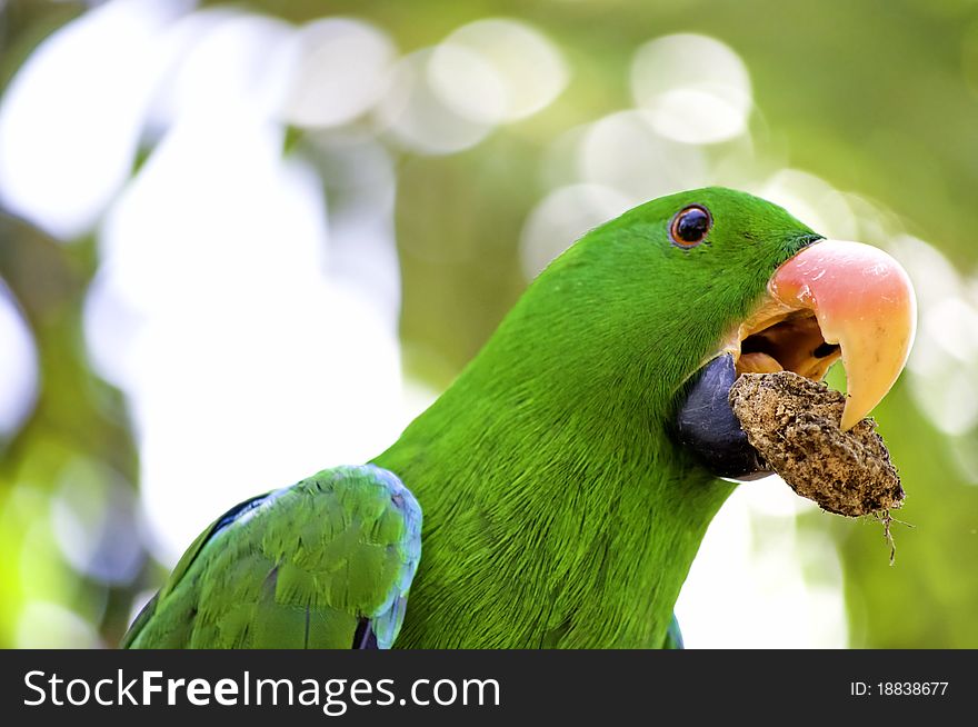 Green Macaw parrot with food in his peck. Green Macaw parrot with food in his peck