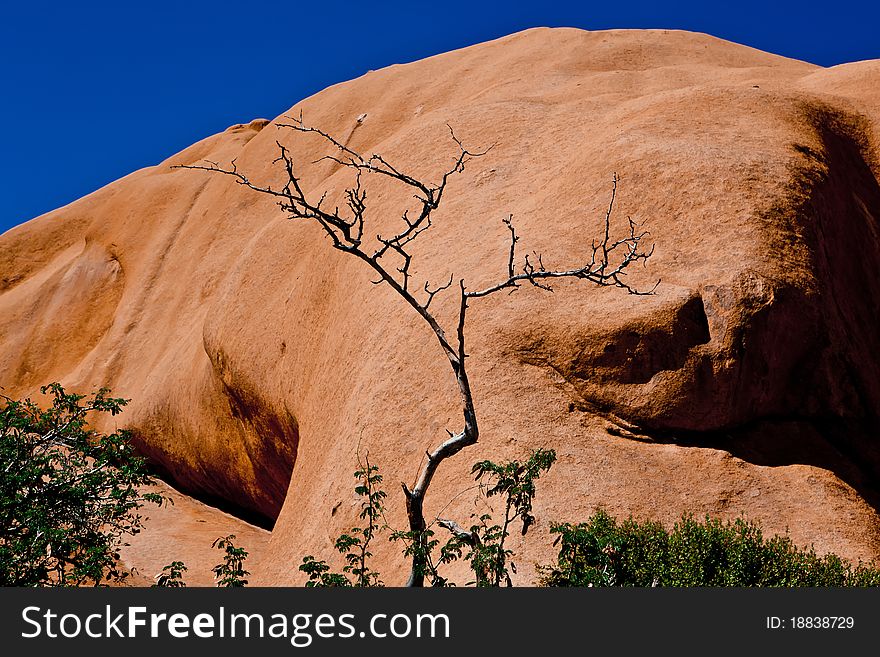 Dead tree near the mountain