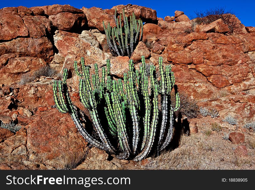 Beautiful cactus near the stones, Namibia