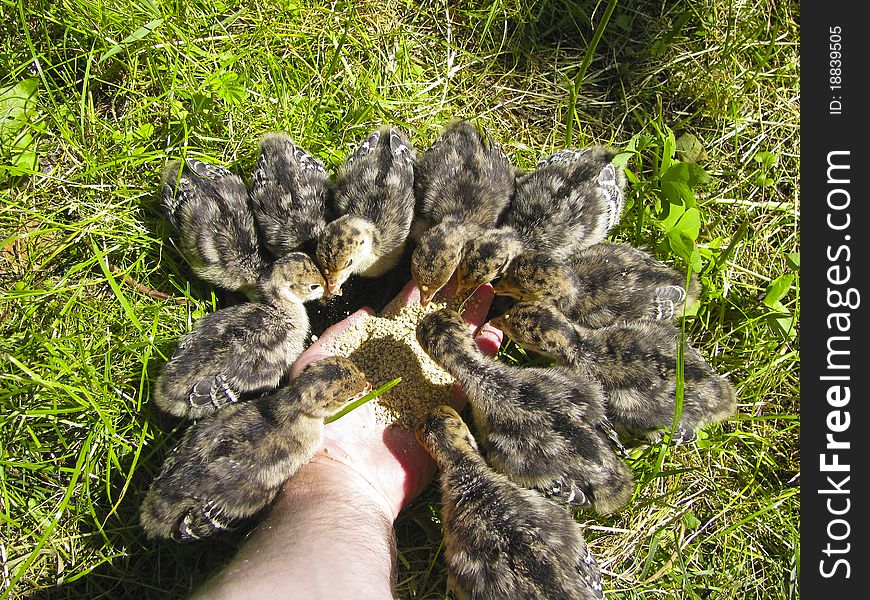 Domestic Turkey Chicks