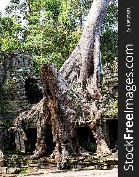 Roots of sycamore trees growing into ruins Temple of Ta Prohm built by Jayavarman VII. Roots of sycamore trees growing into ruins Temple of Ta Prohm built by Jayavarman VII