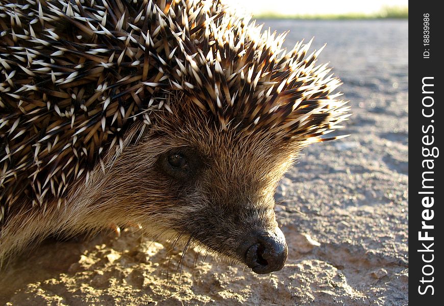 Scratchy hedgehog on the roadside