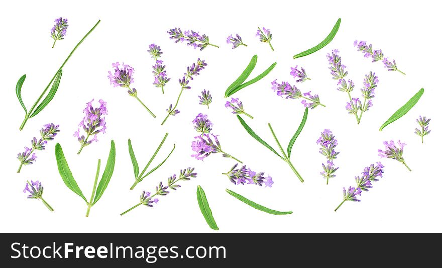 Collection Elements Of Lavender Flowers Elements Isolated On White Background. Diagonal View