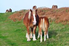 Horses In Brittany Royalty Free Stock Photo Horses In Brittany Royalty Free Stock Photo