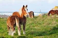 Horses In Brittany Stock Photos Horses In Brittany Stock Photos