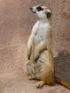 A Curious Meerkat In South Africa Royalty Free Stock Image