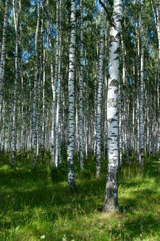 Birchwood In Sunny Day Royalty Free Stock Photos Birchwood In Sunny Day Royalty Free Stock Photos