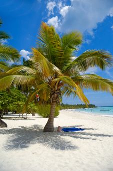 Tropical Beach With Palm And White Sand Stock Image Tropical Beach With Palm And White Sand Stock Image