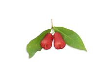 Rose Apple Royalty Free Stock Images Rose Apple Royalty Free Stock Images
