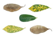 LEAF Royalty Free Stock Images