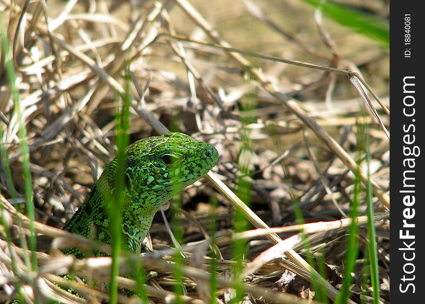 Green lizard in the summer forest