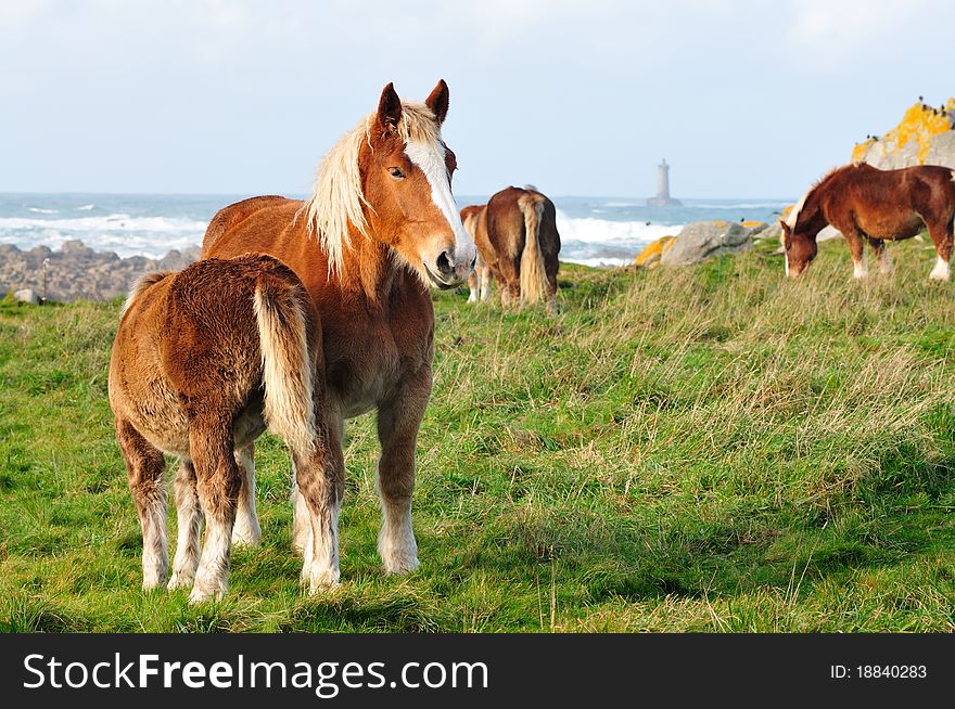 Horses at the french coastline in Brittany with lighthouse in background. Horses at the french coastline in Brittany with lighthouse in background.