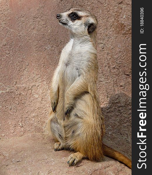 A Curious Meerkat In South Africa