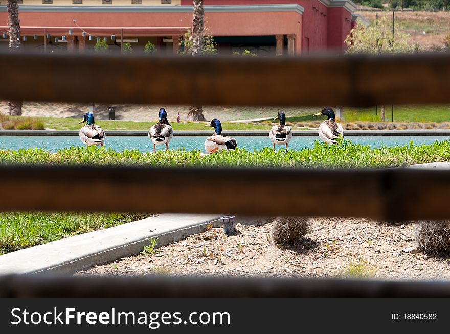 Five ducks sitting at the edge of a man made lake in Corona, CA at the Dos Lagos shopping center. They are being viewed between a bamboo fence. Five ducks sitting at the edge of a man made lake in Corona, CA at the Dos Lagos shopping center. They are being viewed between a bamboo fence.