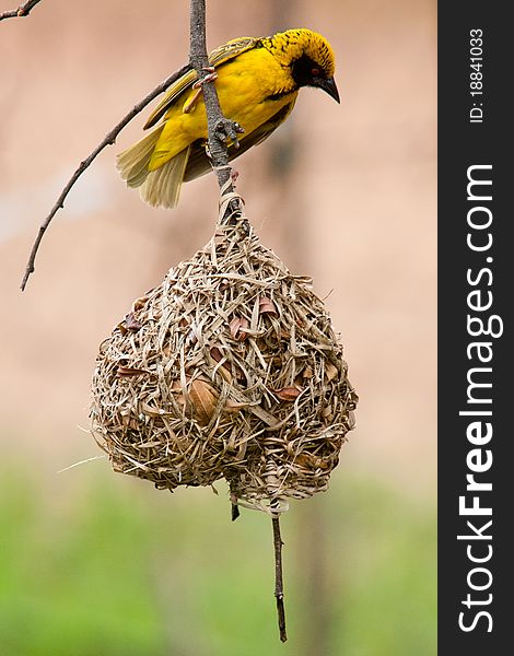 Yellow weaver sitting on nest