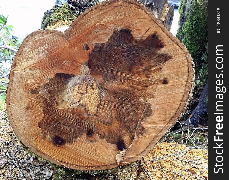 Tree stump cut to show the rings and grain of the wood