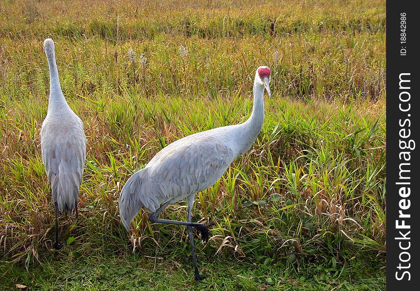 Two Sandhill Cranes in the long grass.