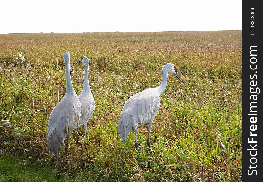 Three Sandhill Cranes in the long grass.