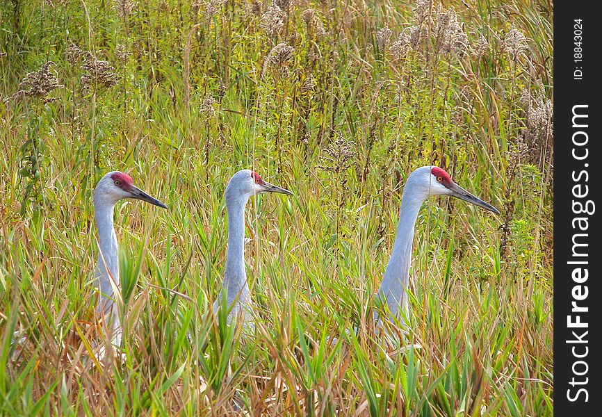 Three Sandhill Cranes peeking out of the tall grass.