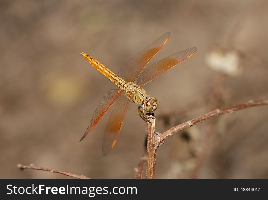 Dragonfly on blur green backdrop. Dragonfly on blur green backdrop.