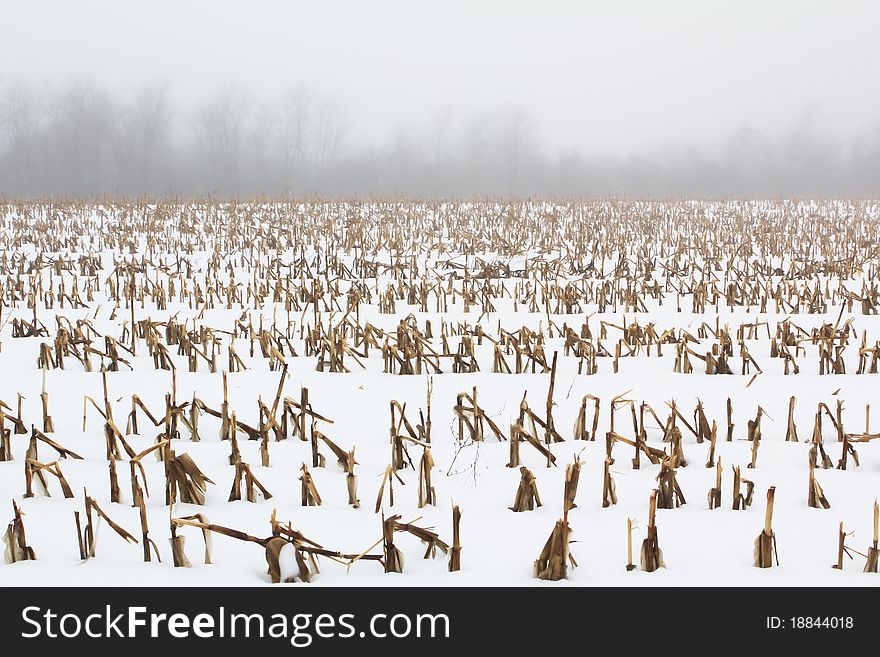 Corn rows in a winter fog
