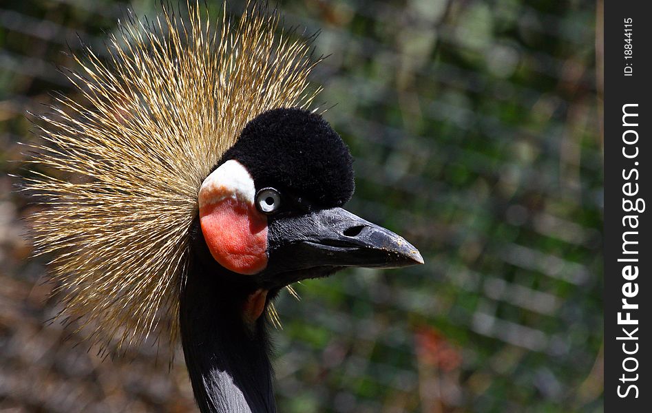 Close Up Of Crowned Crane Head