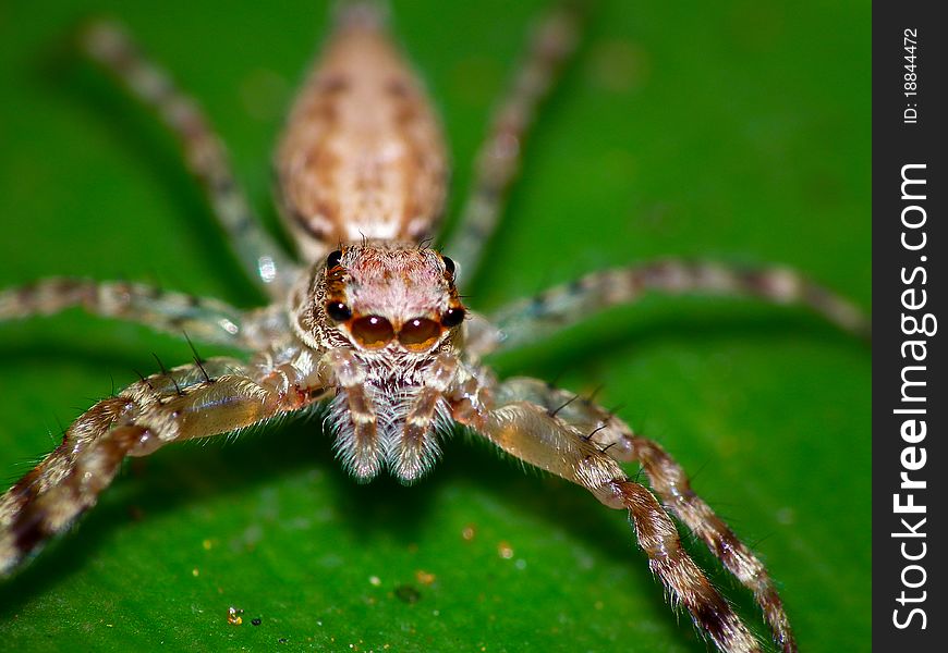 A macro shot of a jumping spider