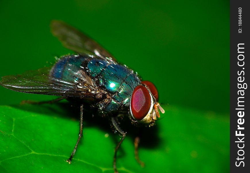 Macro shot of a blowfly. Macro shot of a blowfly