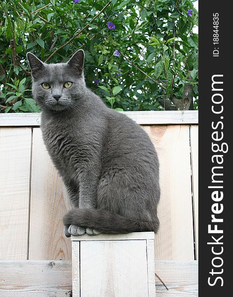 Close up of a grey cat sitting on a wood fence. Close up of a grey cat sitting on a wood fence.