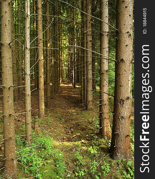 Fir trunks corridor in the forest, Russia. Fir trunks corridor in the forest, Russia