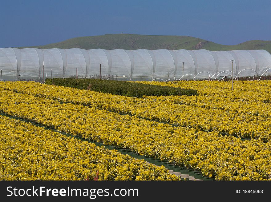 Greenhouse with Yellow boxwood in California, at the foot of the Sierra Nevada Mountains. Greenhouse with Yellow boxwood in California, at the foot of the Sierra Nevada Mountains