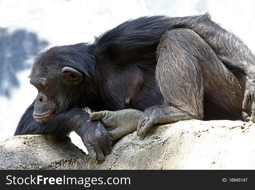 Relaxed Chimp Holding His Her Foot. Relaxed Chimp Holding His Her Foot