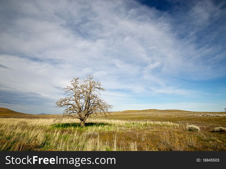 One tree survives on the open plain, waiting for its day to be overwhelmed by the desolation. One tree survives on the open plain, waiting for its day to be overwhelmed by the desolation.