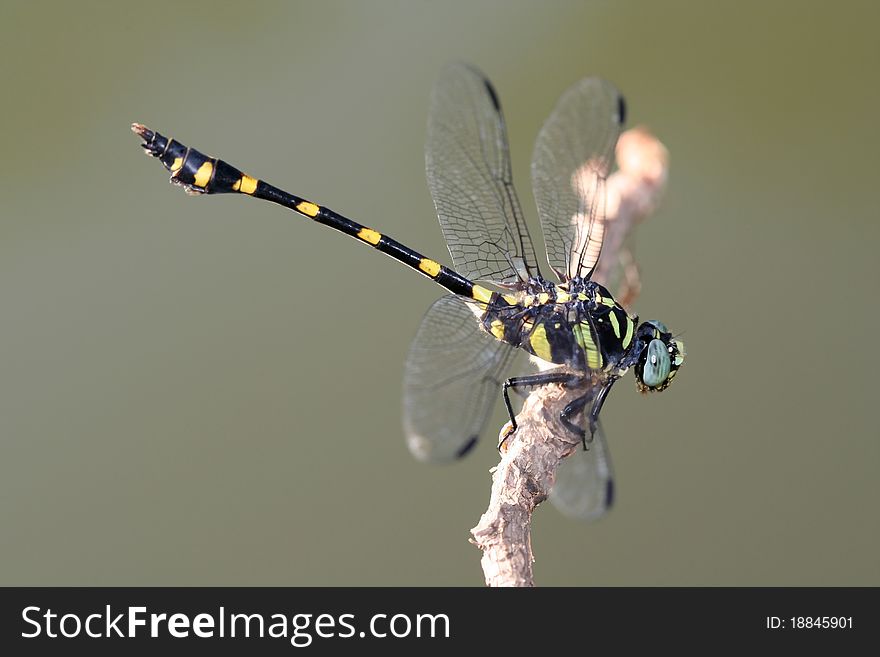 A closeup photograph of a dragonfly on a perch.