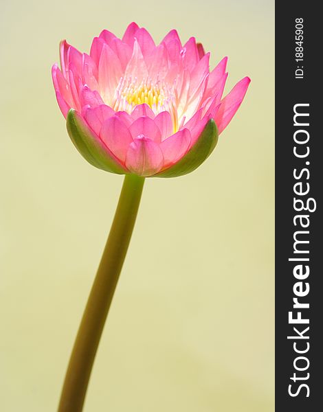 Beautiful Pink Waterlily Lotus Flower. Beautiful Pink Waterlily Lotus Flower