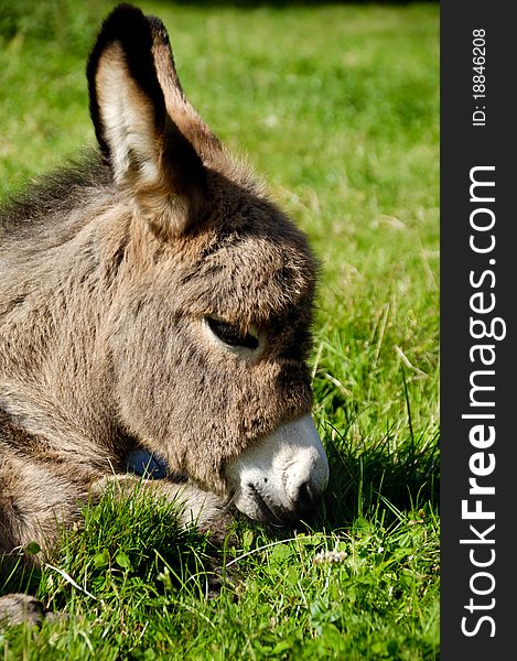 A sweet donkey foal is resting on green grass. A sweet donkey foal is resting on green grass