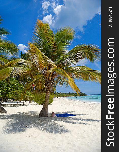 Tropical Beach With Palm And White Sand