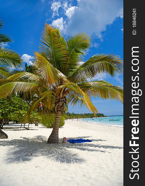 Tropical beach with palm and white sand