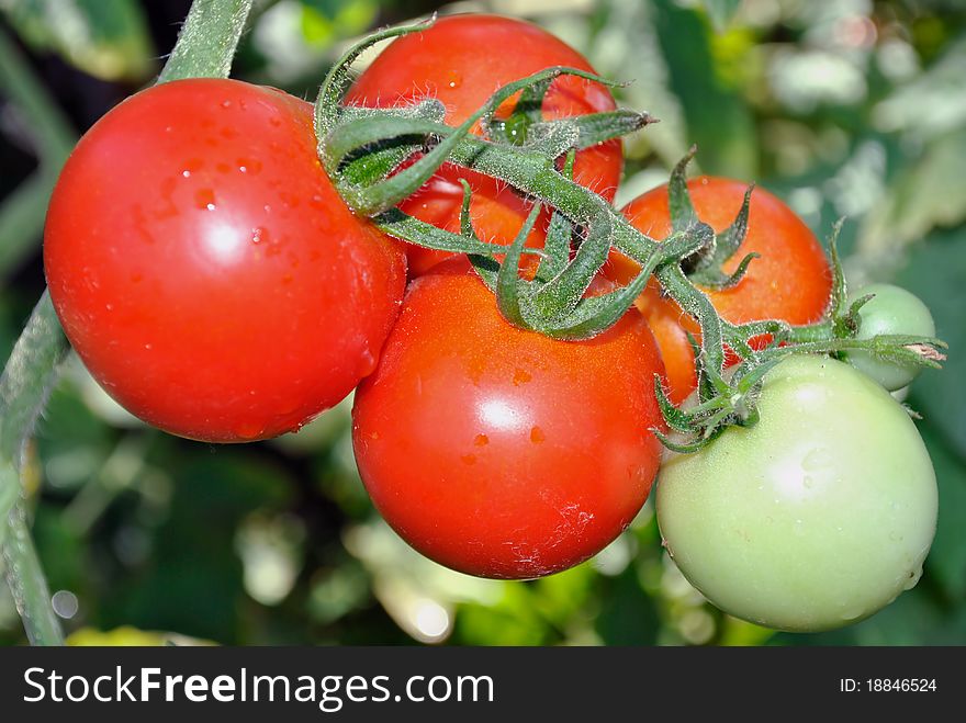 In the photo shows the tomatoes that grow in the garden.