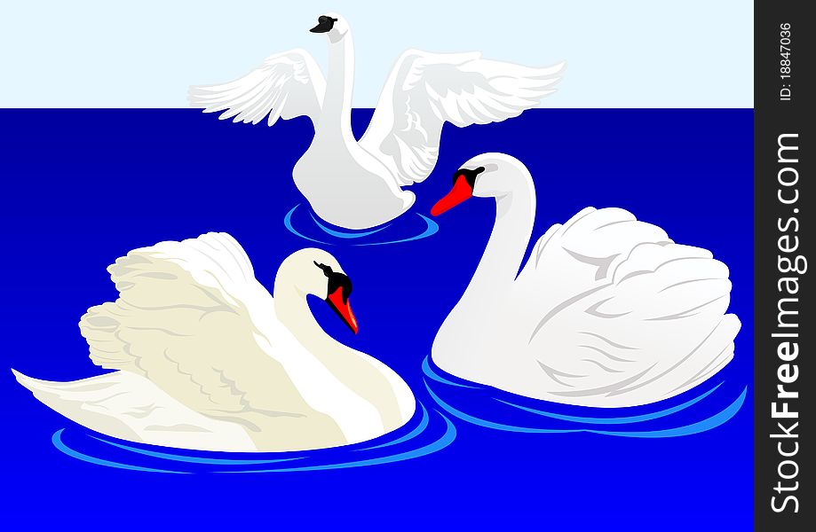 Three white swans swim in the pond. Three white swans swim in the pond