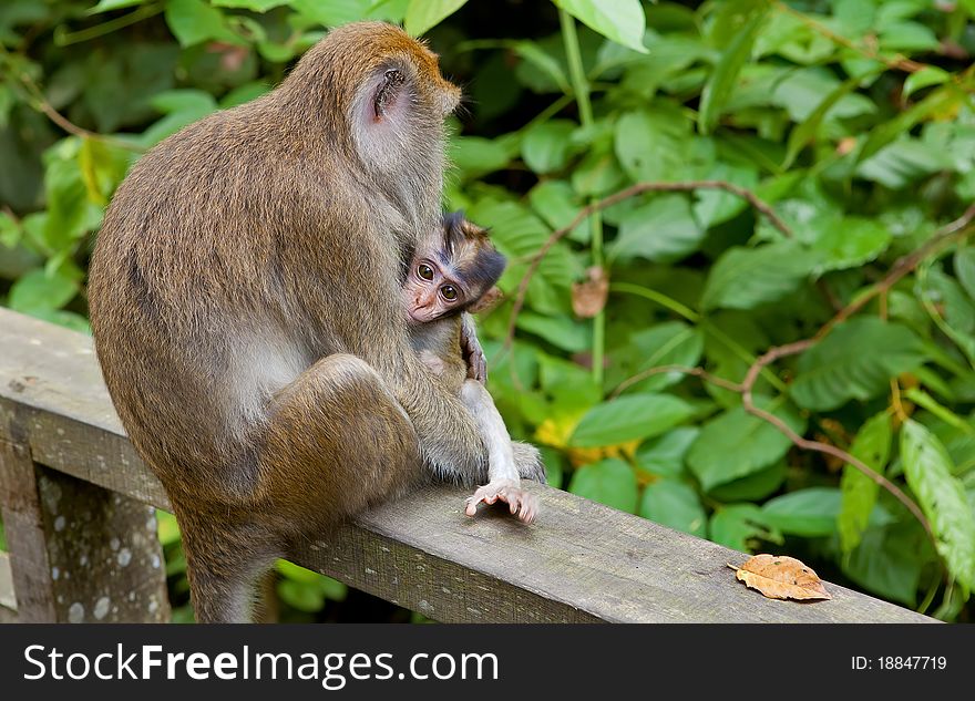 Macaca Fascicularis With Child