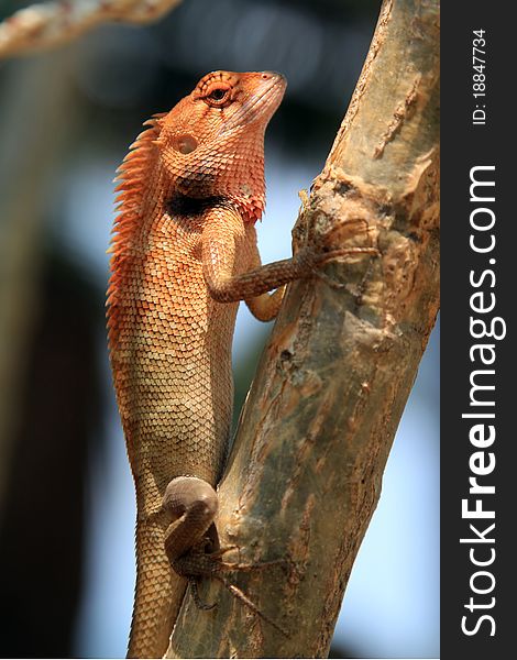 Very serious Gecko on a tree in Thailand, Asia