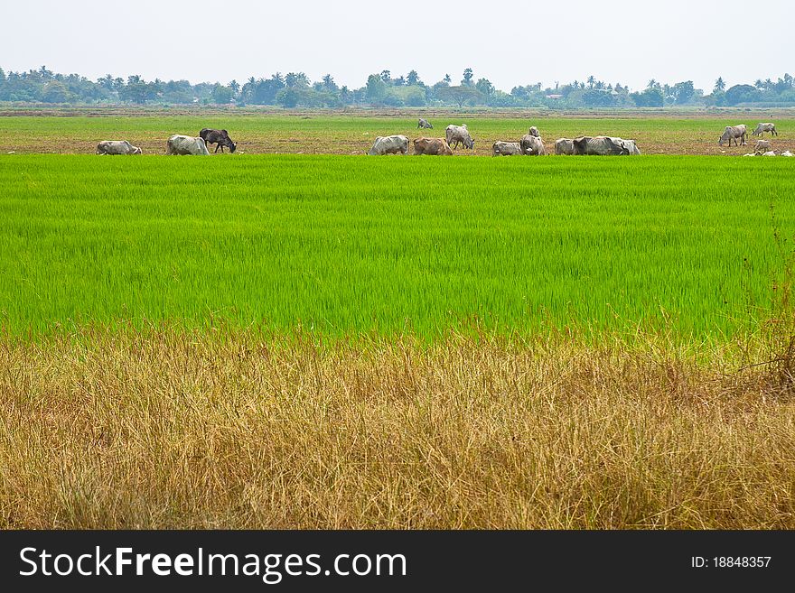 Cornfield and cow in Thailand