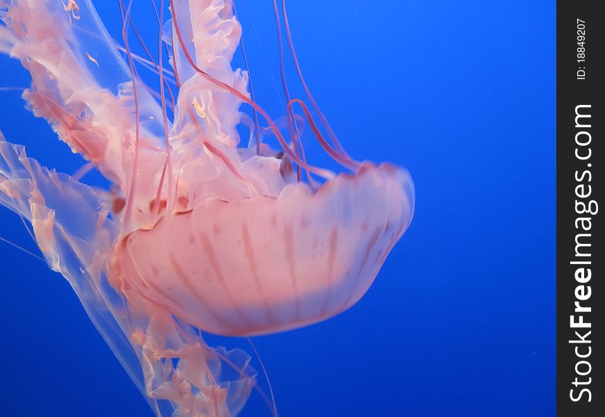Pink jellyfish in the blue water