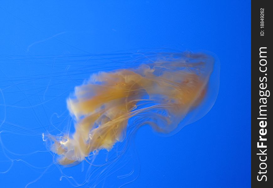 Orange jellyfish in the blue water