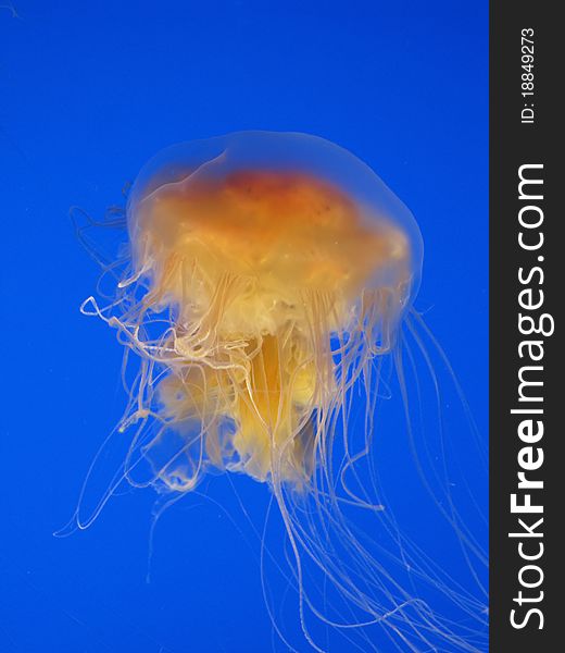 Orange jellyfish in the blue water