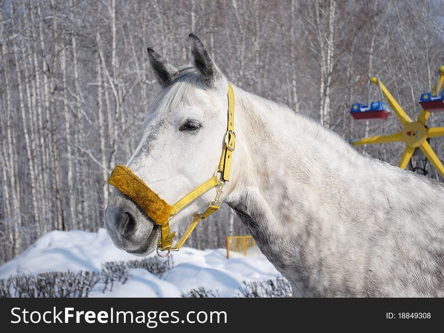 Grey horse in the winter cape. Portrait. Grey horse in the winter cape. Portrait.